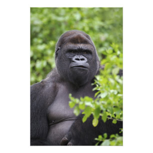Silverback Lowland Gorilla, Gorilla gorilla, Foto Afdruk