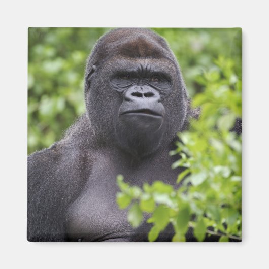 Silverback Lowland Gorilla, Gorilla gorilla, Magneet (Voorkant)