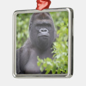 Silverback Lowland Gorilla, Gorilla gorilla, Metalen Ornament (Links)