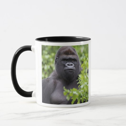 Silverback Lowland Gorilla, Gorilla gorilla, Mok (Links)