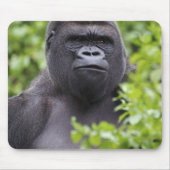 Silverback Lowland Gorilla, Gorilla gorilla, Muismat (Voorkant)