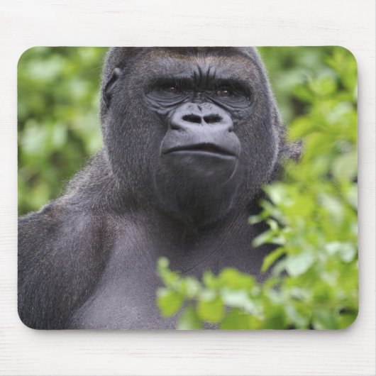 Silverback Lowland Gorilla, Gorilla gorilla, Muismat (Voorkant)