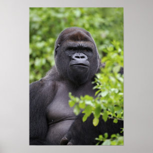Silverback Lowland Gorilla, Gorilla gorilla, Poster