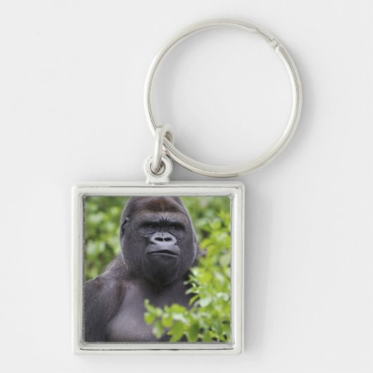 Silverback Lowland Gorilla, Gorilla gorilla, Sleutelhanger (Voorkant)
