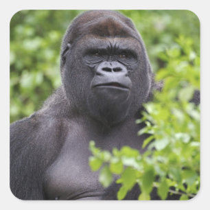 Silverback Lowland Gorilla, Gorilla gorilla, Vierkante Sticker