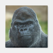 Silverback Magneet (Voorkant)