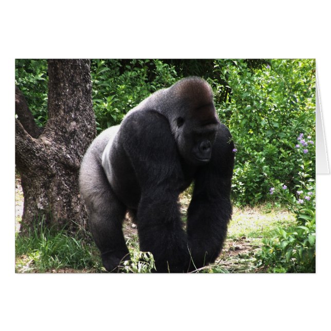 Silverback Male Gorilla die naar beneden loopt.jpg (Voorkant Horizontaal)