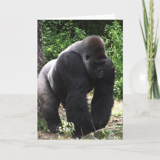 Silverback Male Gorilla die naar beneden loopt.jpg Kaart (Voorkant)