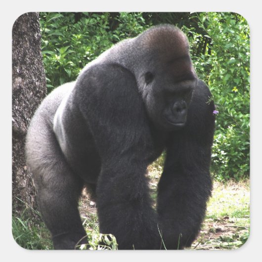 Silverback Male Gorilla die naar beneden loopt.jpg Vierkante Sticker (Voorkant)
