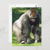 Silverback Male Lowland Gorilla die zich opstelt Briefkaart (Voorkant / Achterkant)