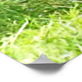 Silverback Male Lowland Gorilla die zich opstelt Poster (Hoek)