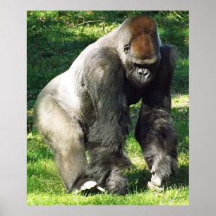 Silverback Male Lowland Gorilla die zich opstelt Poster