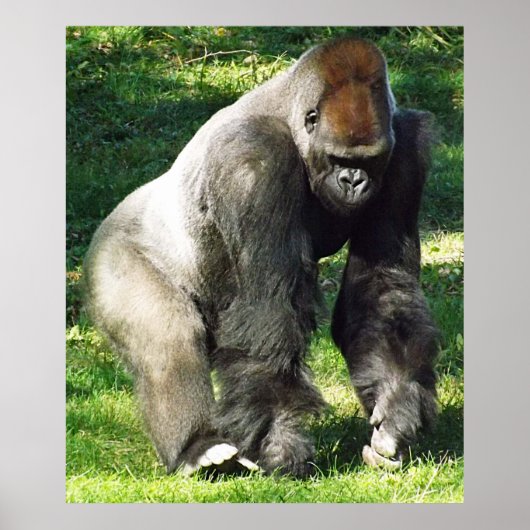 Silverback Male Lowland Gorilla die zich opstelt Poster (Voorkant)
