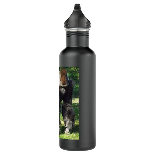 Silverback Male Lowland Gorilla die zich opstelt Waterfles (Rechts)