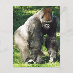 Silverback Male Lowland Gorilla Standing Up Briefkaart