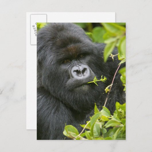 Silverback Mountain Gorilla Briefkaart (Voorkant / Achterkant)