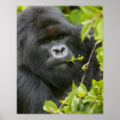 Silverback Mountain Gorilla Poster (Voorkant)