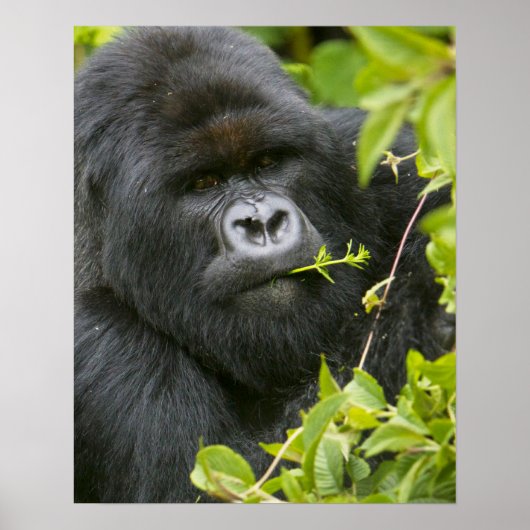 Silverback Mountain Gorilla Poster (Voorkant)