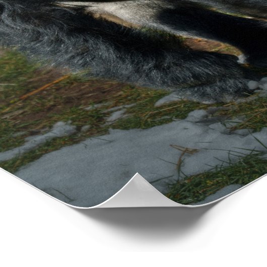 Silverback op een koude dag poster (Hoek)