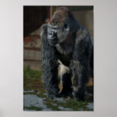 Silverback op een koude dag poster (Voorkant)