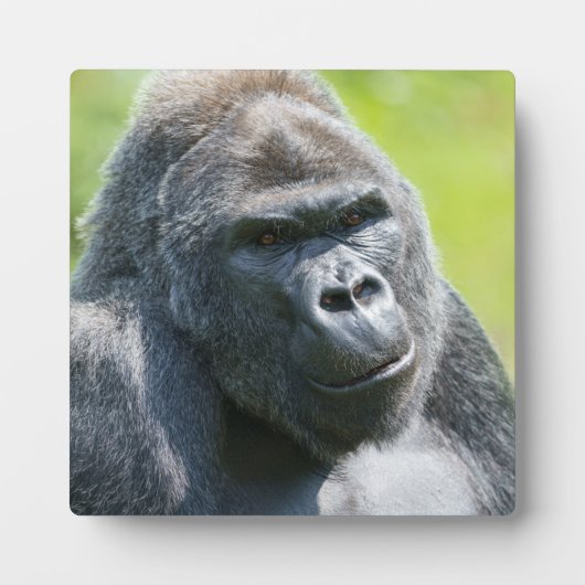 Silverback Portrait Fotoplaat (Voorkant)