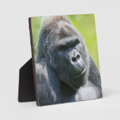 Silverback Portrait Fotoplaat (Voorkant)