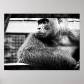 Silverback-Poster Poster (Voorkant)