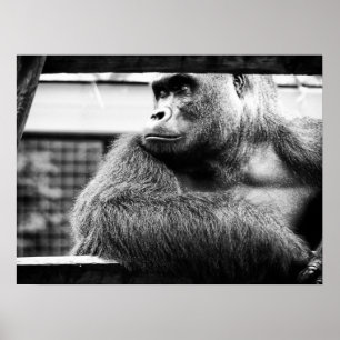 Silverback-Poster Poster