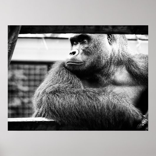 Silverback-Poster Poster (Voorkant)