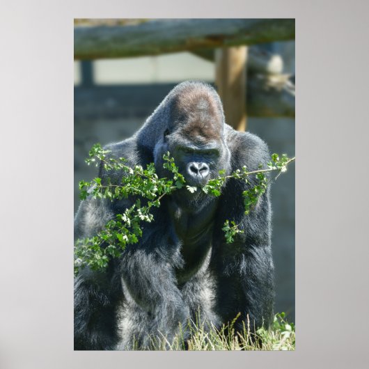 Silverback Splendor Poster (Voorkant)