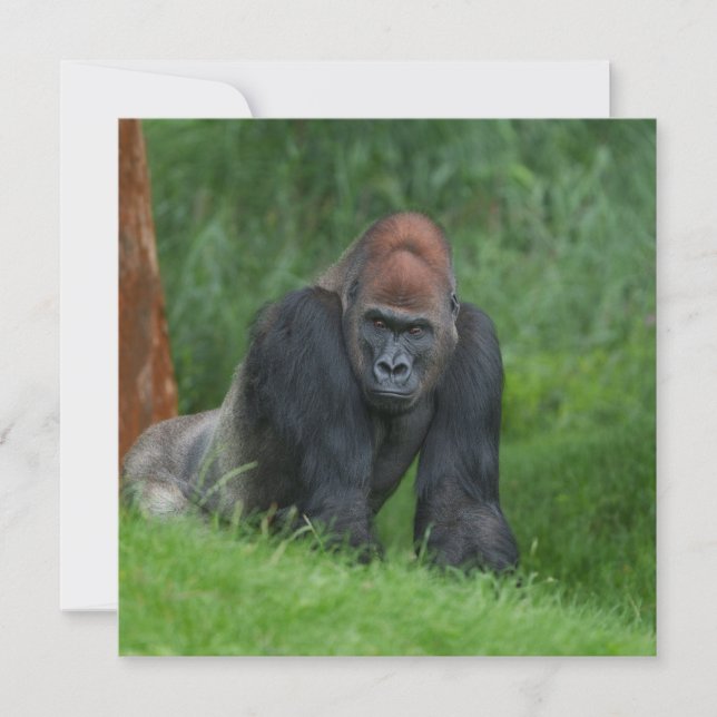 Silverbacks Serene Realm (Voorkant)