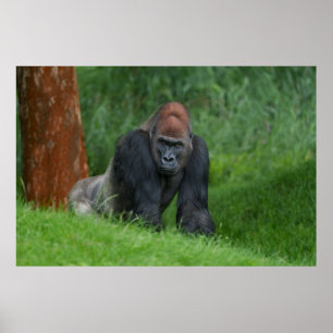 Silverbacks Serene Realm Poster