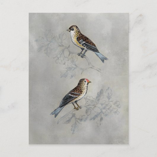 Silvered Aviary | Twee vogels Briefkaart (Voorkant)