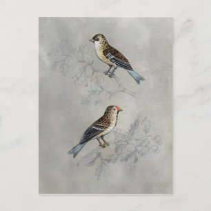 Silvered Aviary   Twee vogels Briefkaart