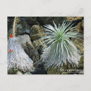 Silversword :Briefkaart Briefkaart