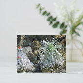 Silversword :Briefkaart Briefkaart (Staand voorkant)