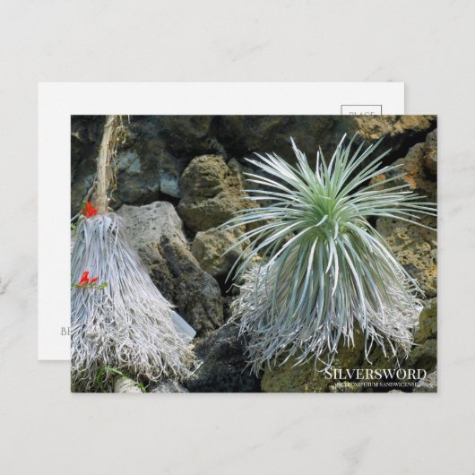 Silversword :Briefkaart Briefkaart (Voorkant / Achterkant)