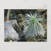 Silversword :Briefkaart Briefkaart (Voorkant)