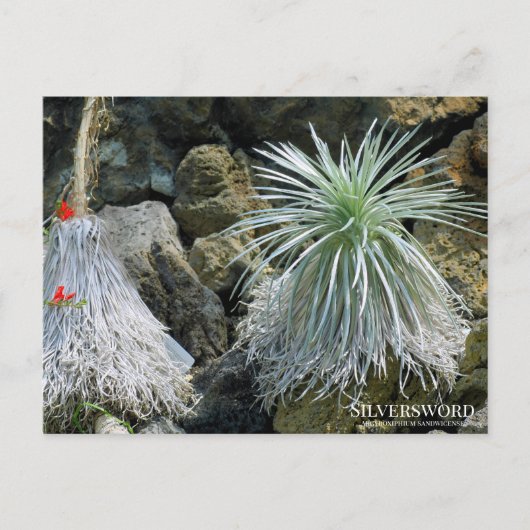 Silversword :Briefkaart Briefkaart (Voorkant)