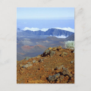 Silversword op de rand van de Haleakala-krater van Briefkaart
