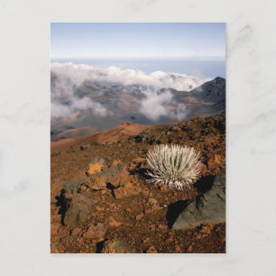 Silversword op de rand van de Haleakala-krater van Briefkaart