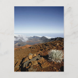 Silversword op de rand van de Haleakala-krater van Briefkaart