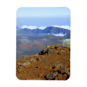 Silversword op de rand van de Haleakala-krater van Magneet
