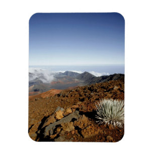 Silversword op de rand van de Haleakala-krater van Magneet