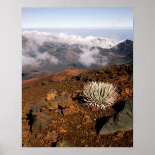 Silversword op de rand van de Haleakala-krater van Poster