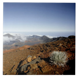 Silversword op de rand van de Haleakala-krater van Tegeltje