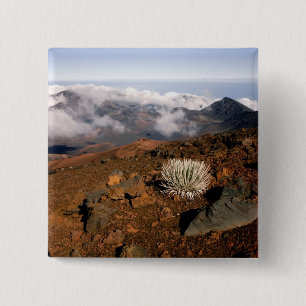 Silversword op de rand van de Haleakala-krater van Vierkante Button 5,1 Cm