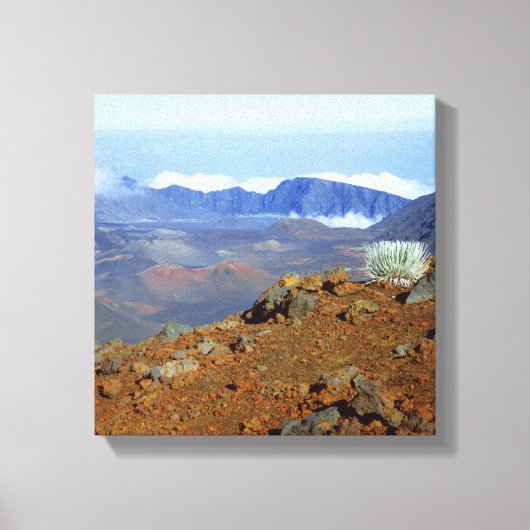 Silversword op de rand van de krater Haleakala van Canvas Afdruk (Voorkant)