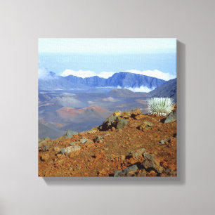 Silversword op de rand van de krater Haleakala van Canvas Afdruk