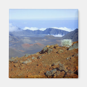 Silversword op de rand van de krater Haleakala van Magneet